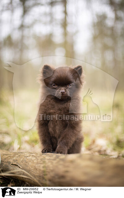 Zwergspitz Welpe / Pomeranian Puppy / MW-29952