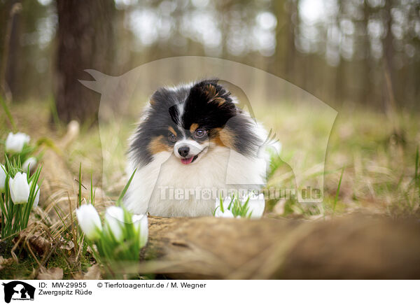 Zwergspitz Rde / male Pomeranian / MW-29955