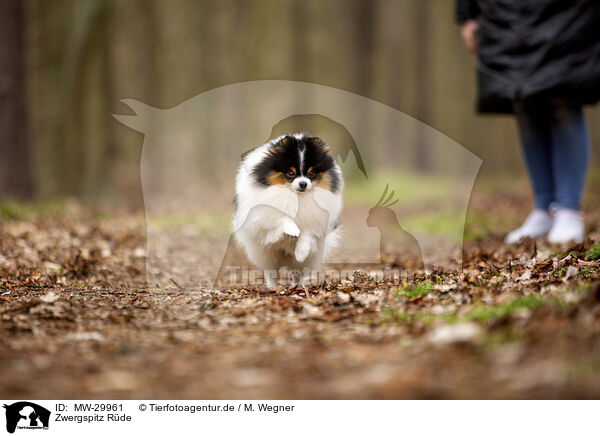 Zwergspitz Rde / male Pomeranian / MW-29961