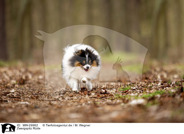 Zwergspitz Rde / male Pomeranian / MW-29962