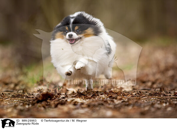 Zwergspitz Rde / male Pomeranian / MW-29963