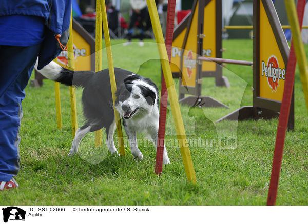 Agility / Agility / SST-02666