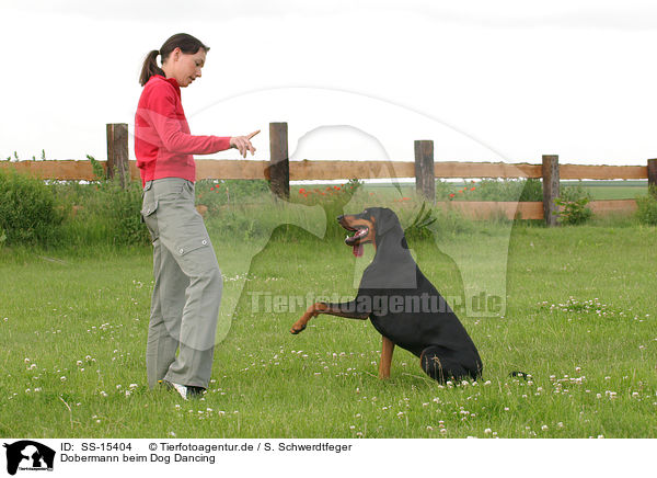 Dobermann beim Dog Dancing / Doberman Pinscher at dog dancing / SS-15404