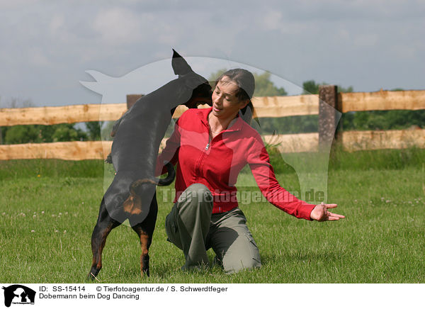 Dobermann beim Dog Dancing / Doberman Pinscher at dog dancing / SS-15414