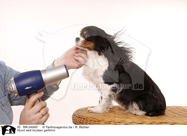 Hund wird trocken gefhnt / blow dry / RR-34990