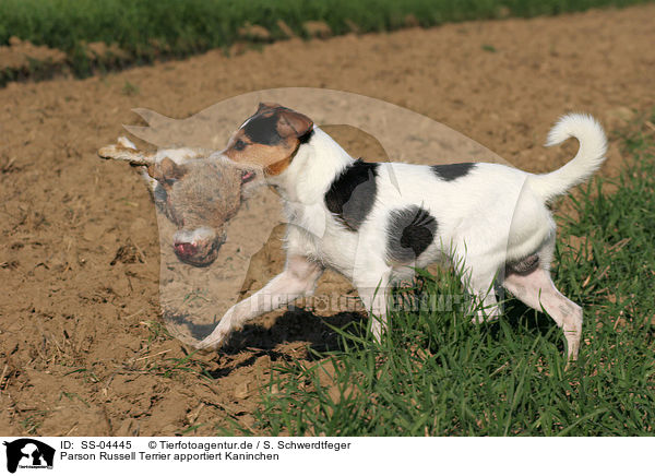 Parson Russell Terrier apportiert Kaninchen / SS-04445