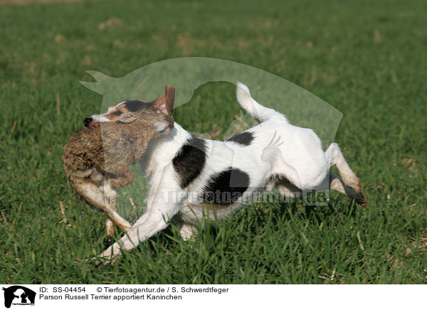 Parson Russell Terrier apportiert Kaninchen / SS-04454