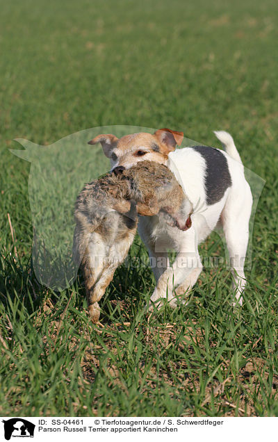 Parson Russell Terrier apportiert Kaninchen / Parson Russell Terrier retrieves rabbit / SS-04461