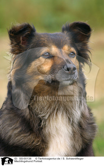 Mischlingshund Portrait / mongrel portrait / SS-00138