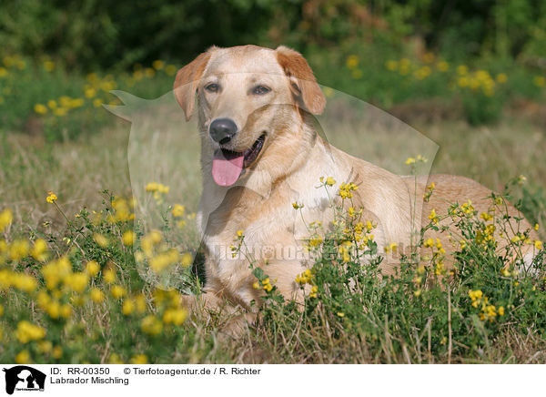 Labrador Mischling / Labrador Mongrel / RR-00350