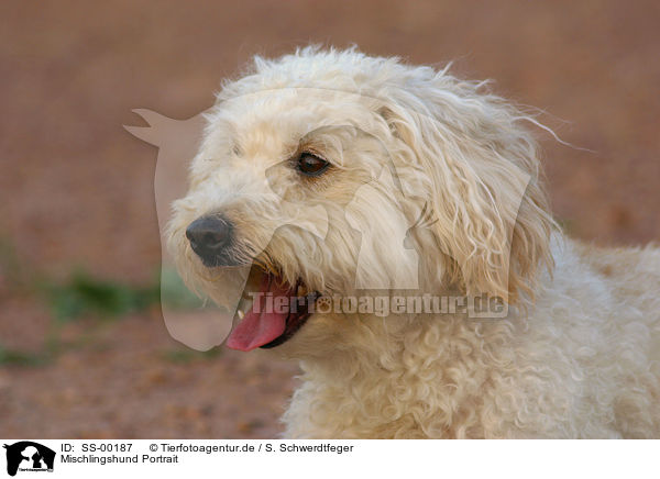 Mischlingshund Portrait / mongrel portrait / SS-00187