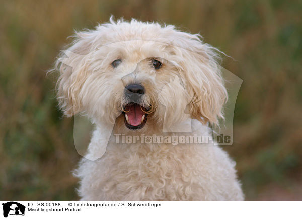 Mischlingshund Portrait / mongrel portrait / SS-00188