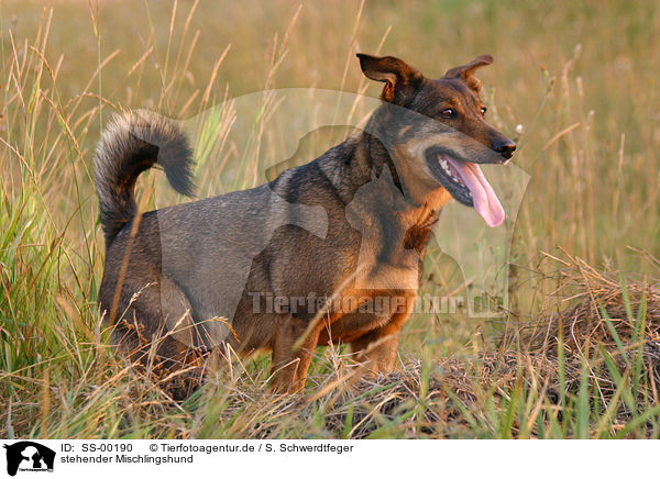 stehender Mischlingshund / standing mongrel / SS-00190