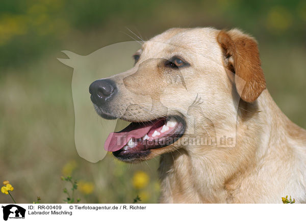 Labrador Mischling / Labrador Mongrel Portrait / RR-00409