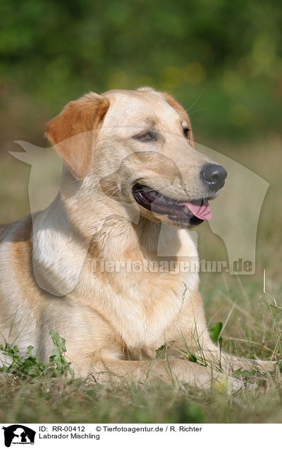 Labrador Mischling / Labrador Mongrel / RR-00412
