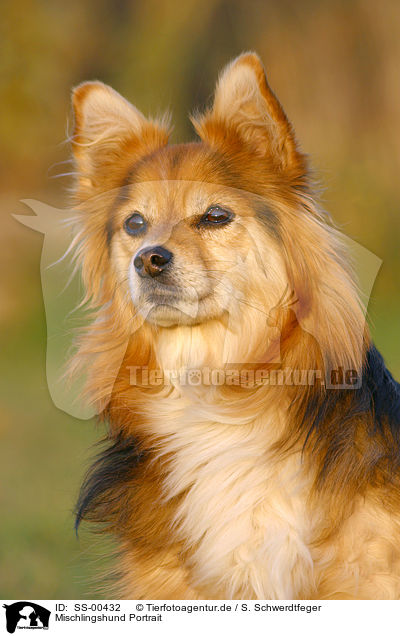 Mischlingshund Portrait / mongrel portrait / SS-00432