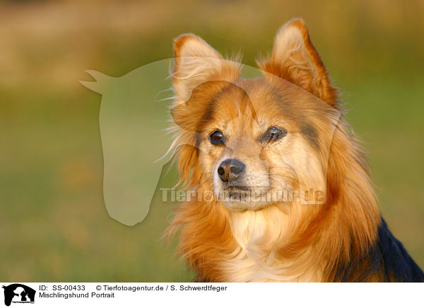 Mischlingshund Portrait / mongrel portrait / SS-00433