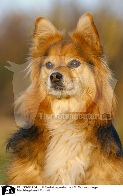 Mischlingshund Portrait / SS-00434