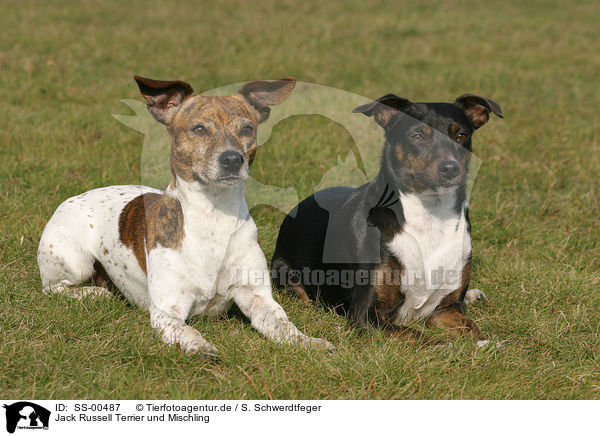 Jack Russell Terrier und Mischling / Jack Russell Terrier and mongrel / SS-00487