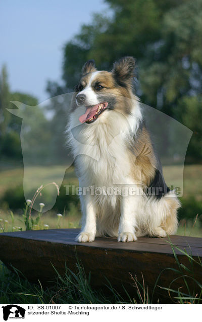 sitzender Sheltie-Mischling / sitting Mongrel / SS-01007