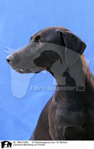 Labrador-Mischling im Portrait / labrador-mongrel portrait / RR-01980