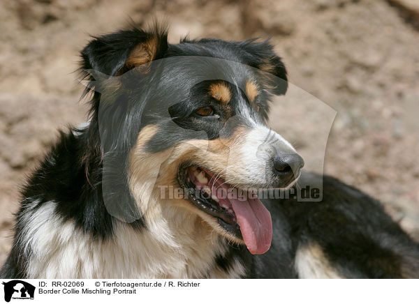 Border Collie Mischling Portrait / Border Collie Mongrel Portrait / RR-02069