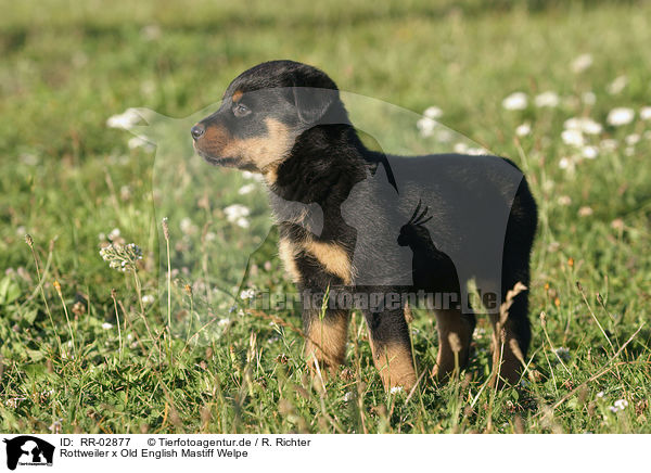 Rottweiler x Old English Mastiff Welpe / RR-02877