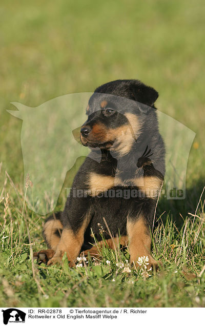 Rottweiler x Old English Mastiff Welpe / Puppy / RR-02878