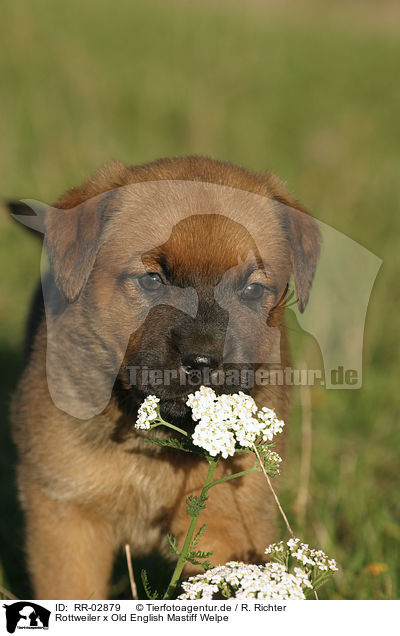 Rottweiler x Old English Mastiff Welpe / RR-02879