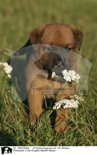 Rottweiler x Old English Mastiff Welpe / RR-02880