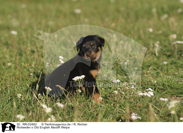 Rottweiler x Old English Mastiff Welpe / Puppy / RR-02882