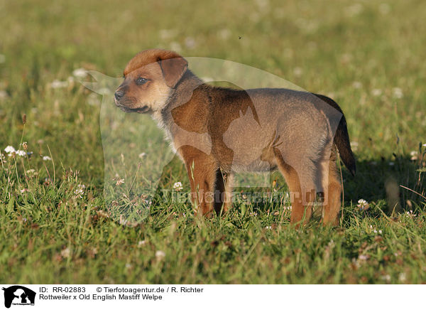 Rottweiler x Old English Mastiff Welpe / RR-02883