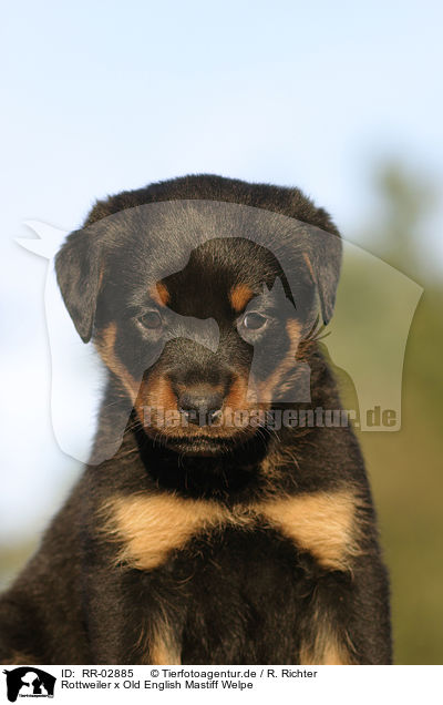 Rottweiler x Old English Mastiff Welpe / Puppy / RR-02885
