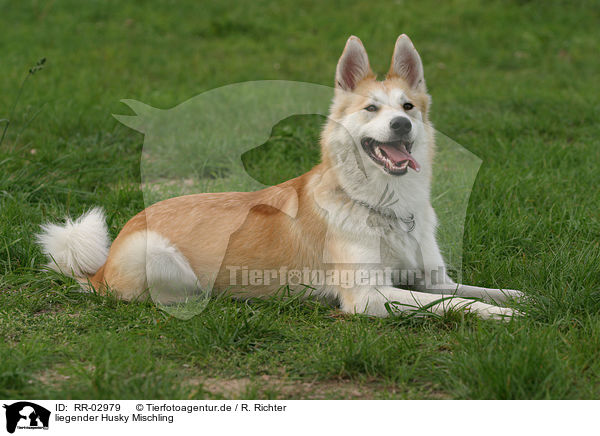 liegender Husky Mischling / liegender Mongrel / RR-02979