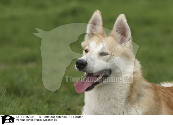 Portrait eines Husky Mischlings / Mongrel Portrait / RR-02981