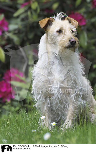 sitzender Hund / sitting dog / BD-00044