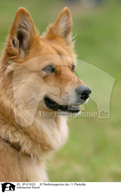 rotbrauner Hund / dog / IP-01023