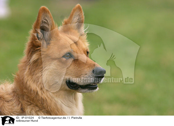 rotbrauner Hund / dog / IP-01024