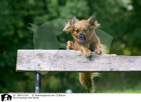 Hund springt ber Bnak / jumping dog / DB-01330
