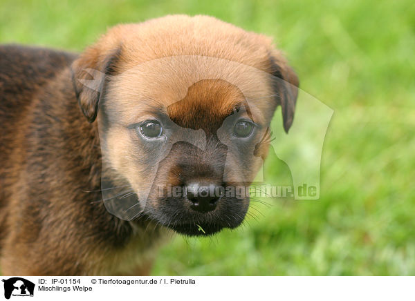 Mischlings Welpe / mongrel pup / IP-01154