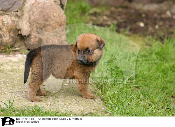 Mischlings Welpe / mongrel pup / IP-01155