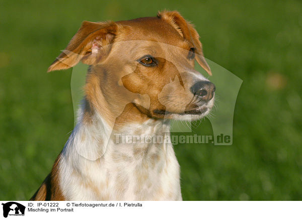 Mischling im Portrait / mongrel portrait / IP-01222