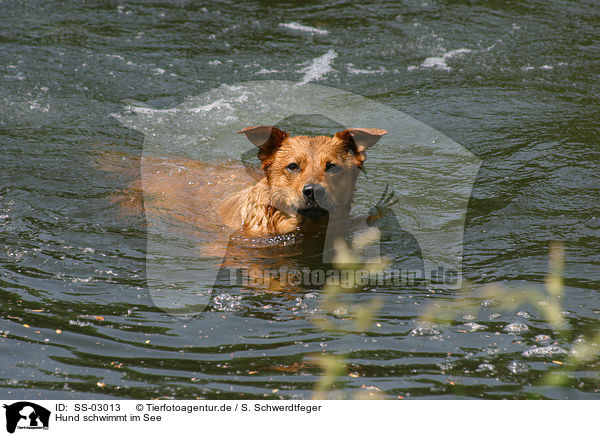 Hund schwimmt im See / swimming dog / SS-03013