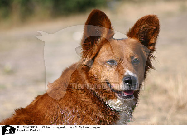 Hund im Portrait / dog head / SS-03014