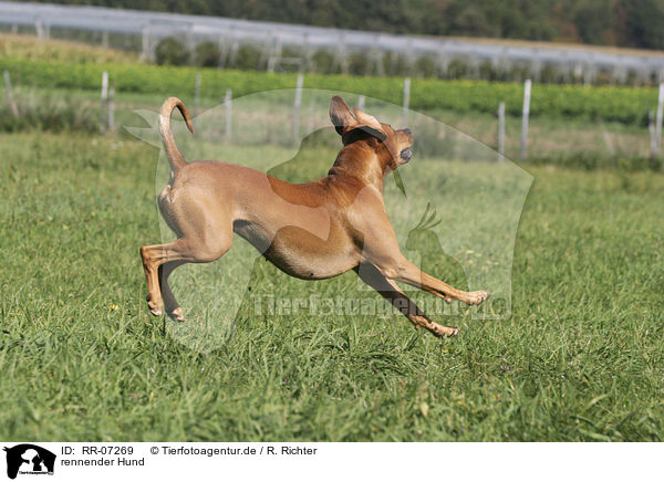 rennender Hund / running dog / RR-07269