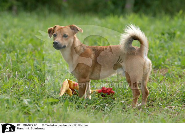 Hund mit Spielzeug / dog with toy / RR-07776