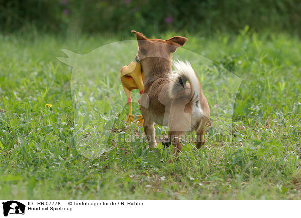 Hund mit Spielzeug / dog with toy / RR-07778