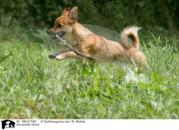 rennender Hund / running dog / RR-07788