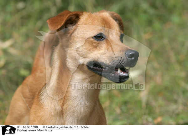 Portrait eines Mischlings / dog head / RR-07798