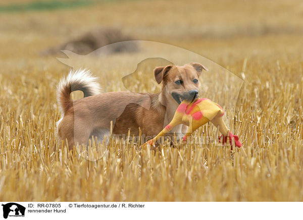 rennender Hund / running dog / RR-07805